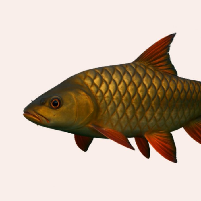 Ikan Kelah Merah