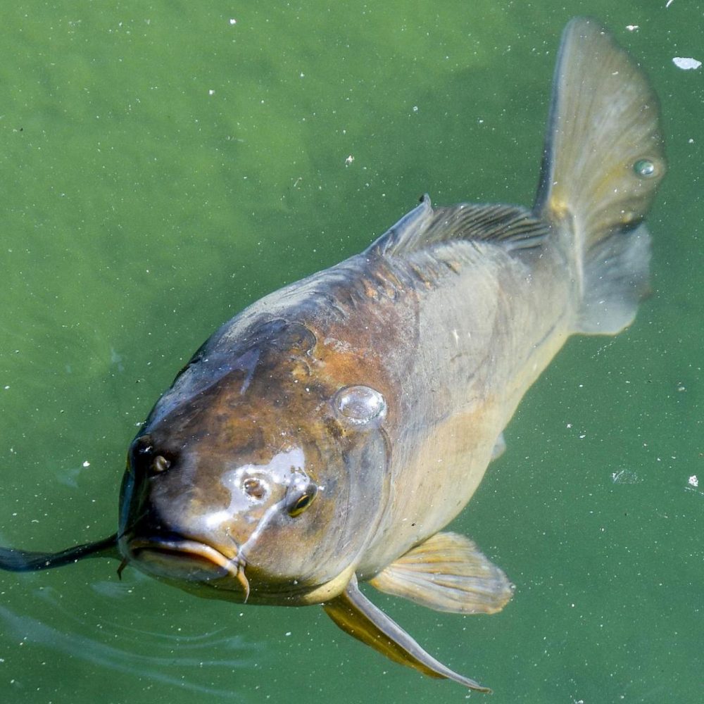 Ikan Kelah Merah - Image 6