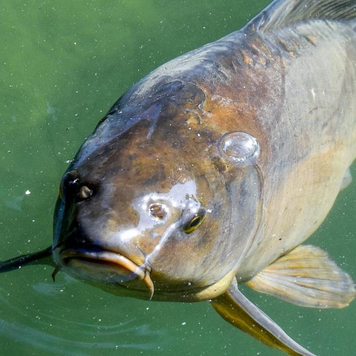 Ikan Kelah Besar