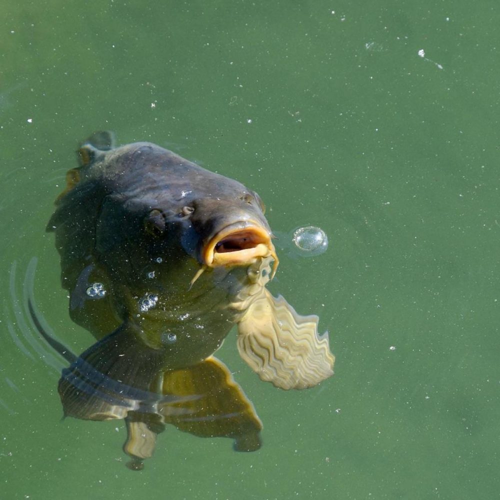 Ikan Kelah Merah - Image 4