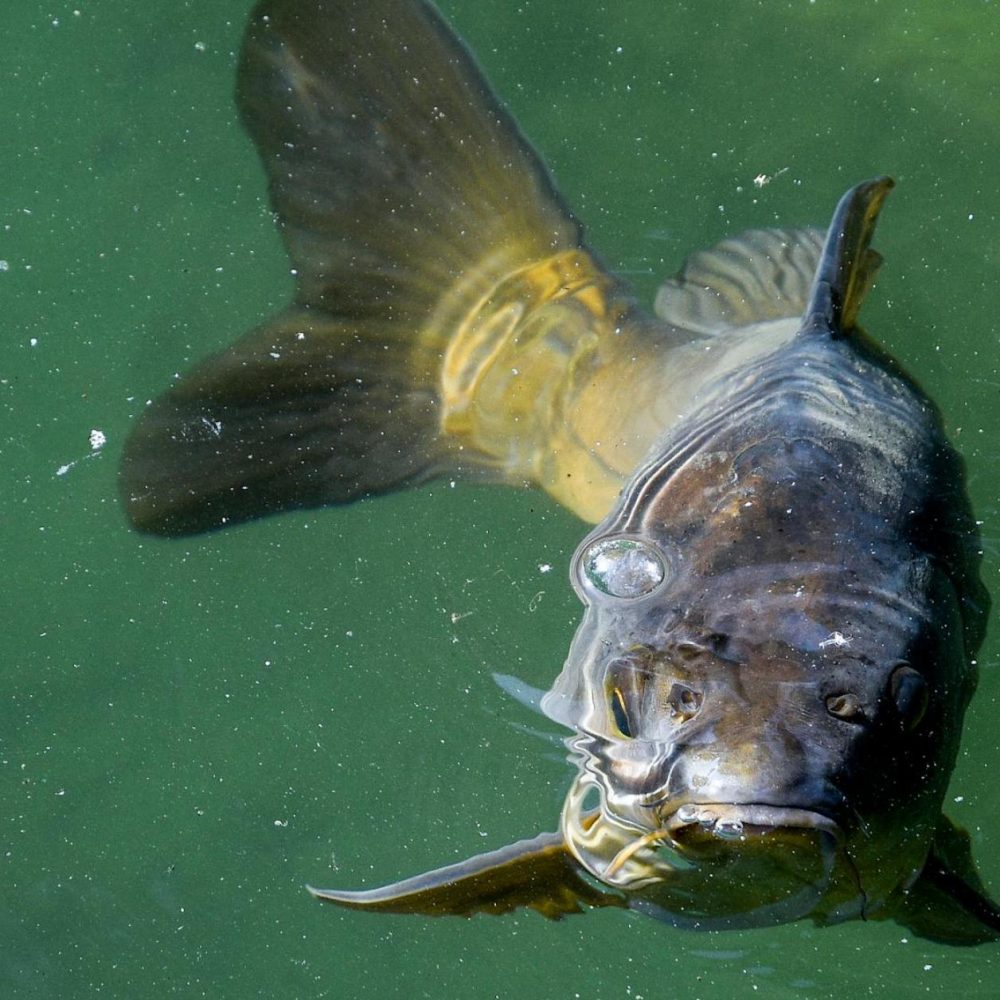 Ikan Kelah Premium