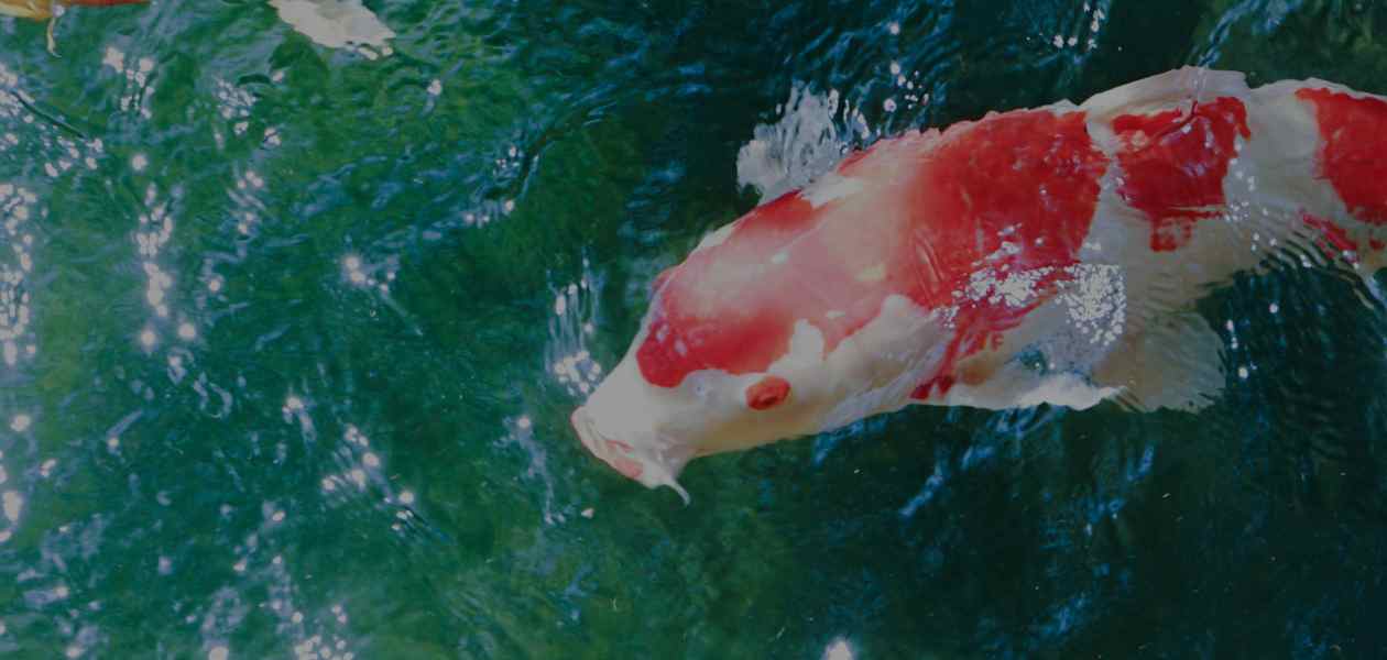 Aqua royale - ikan koi no1 di Malaysia - Hero 2