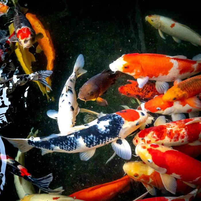 Koi Premium II