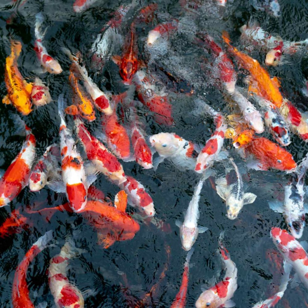 Koi Premium II - Image 5