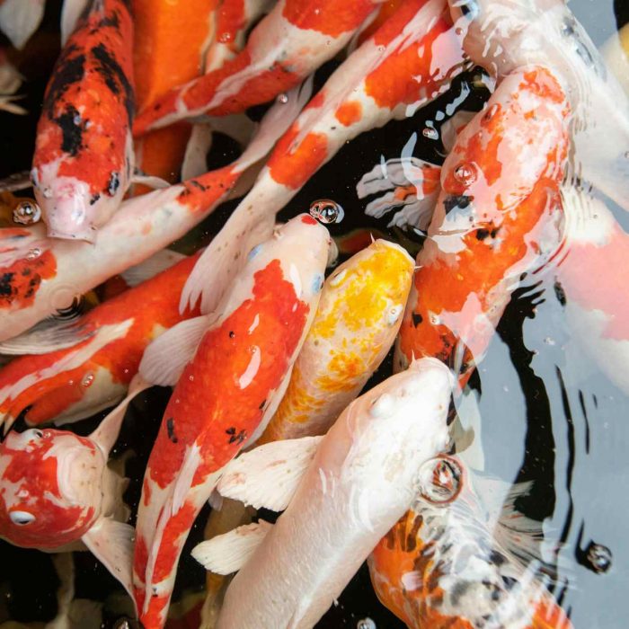 Koi Premium I