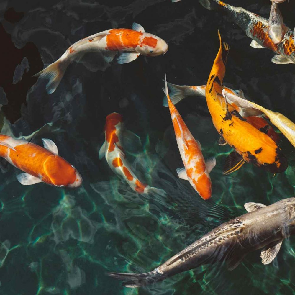 Koi Premium II - Image 3