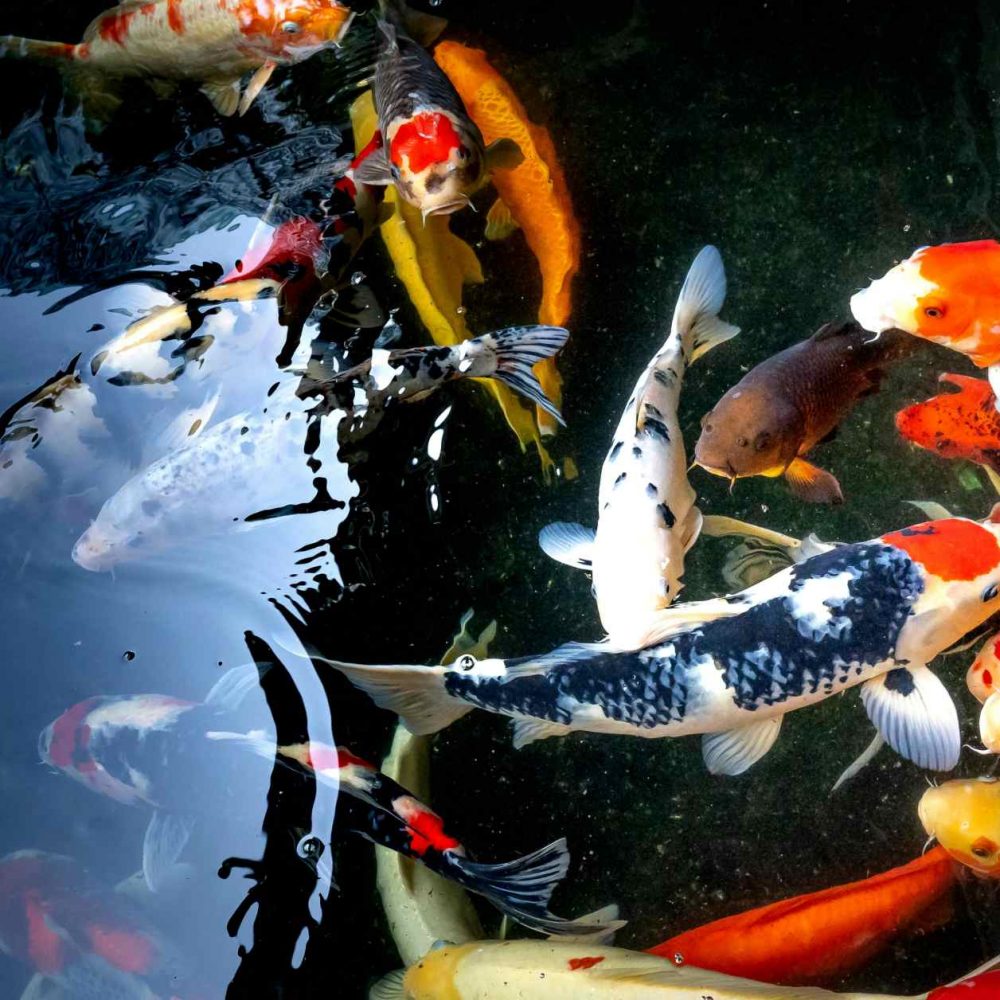 Koi Premium II - Image 2