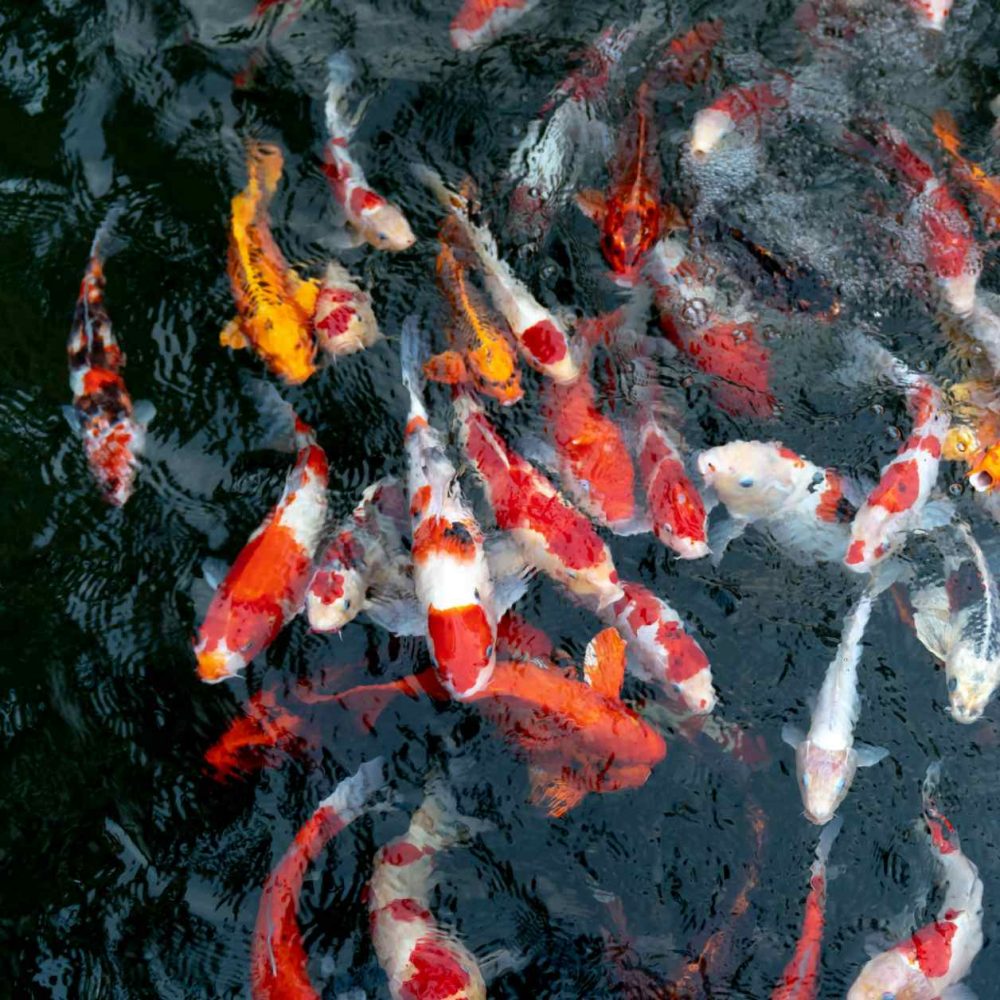 Koi Premium II - Image 4